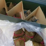 [Xiang Ye] 10pcs Traditional Nyonya Bak Zhang Rice Dumpling | Buy 10 Get 3 Free (Nyonya, Hokkien & Salted Egg) photo review